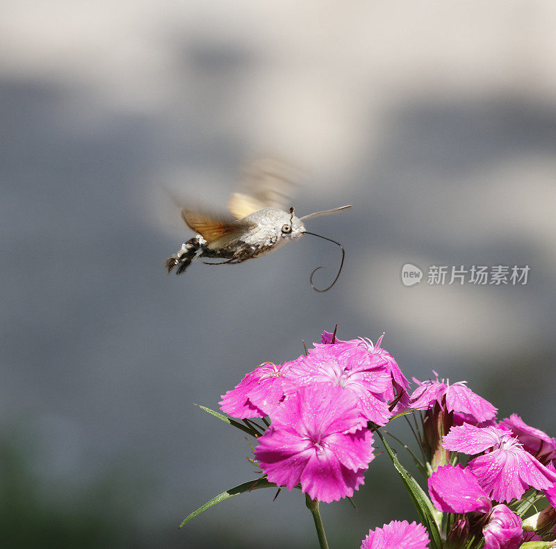 飞行中的蜂鸟鹰蛾(Macroglossum stellatarum